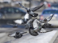 Follow the leader. Pigeons leave behind their social structure in flight. Credit: iStockphoto/Thinkstock